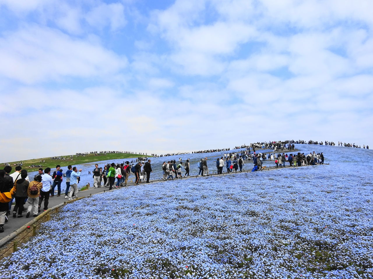 ひたち海浜公園 コキアライトアップ 2020