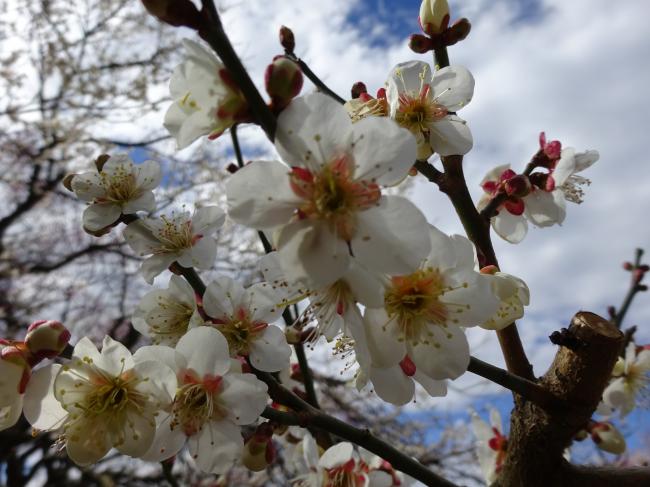 開花 梅 偕 水戸 状況 楽園 水戸偕楽園の梅 2021年の見頃と開花状況は？梅まつりの日程とライトアップは？