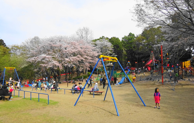 お花見スポット!!子供と一緒なら千波公園がおすすめ - いばらじお♪