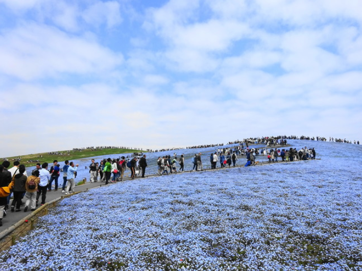 茨城に世界の絶景!!ひたち海浜公園のネモフィラハーモニー - いばらじお♪