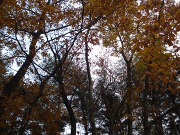 笠間芸術の森公園 秋は紅葉がとても綺麗