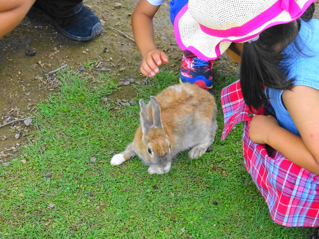 水戸森林公園 ウサギとふれあう子供