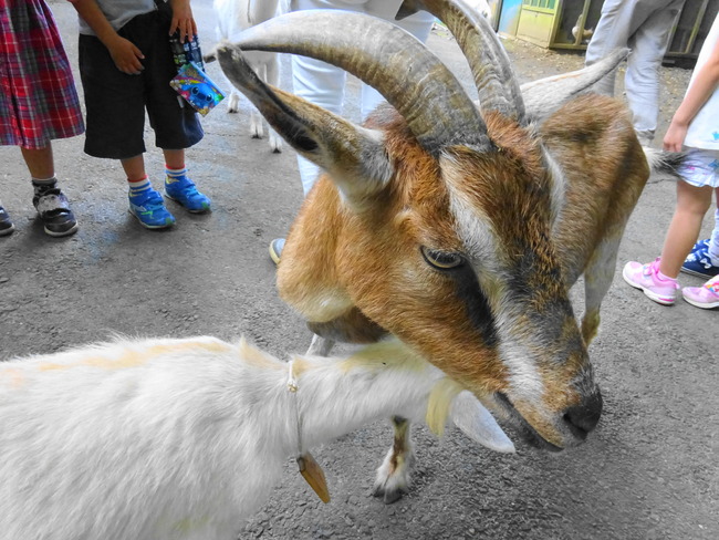 水戸森林公園 の山羊