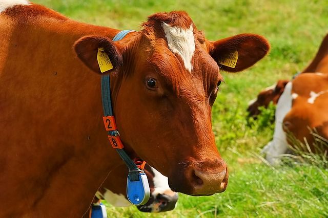 cow-1509258_640