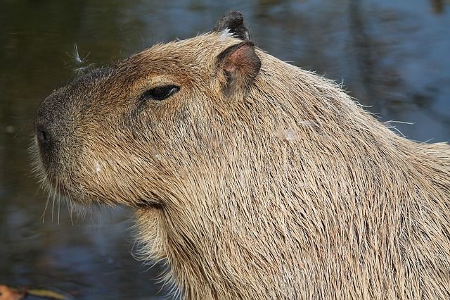 capybara-1183456_640