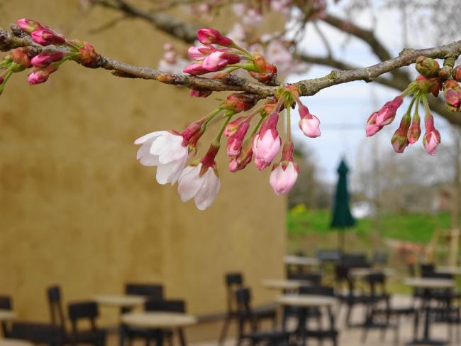 ファーマーズビレッジのサクラカフェは桜の時期に！ - いばらじお