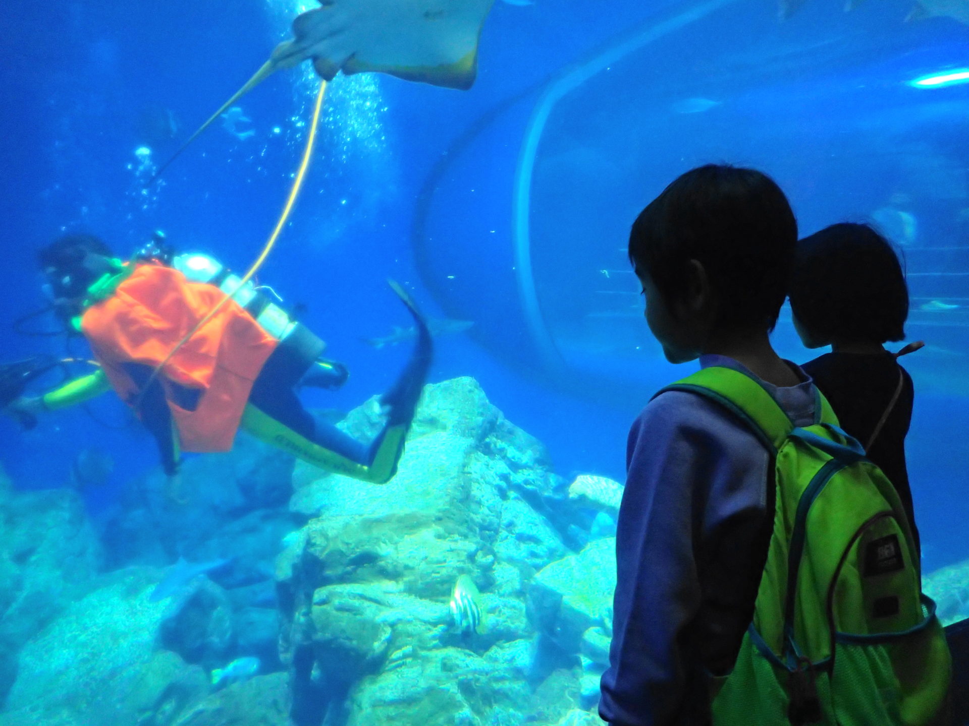 大洗水族館｜雨でもOK!館内遊具とタッチングプールが楽しい - いばらじお♪