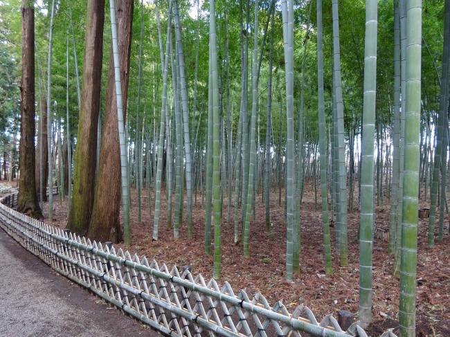 水戸の梅まつりイベント 偕楽園の竹林