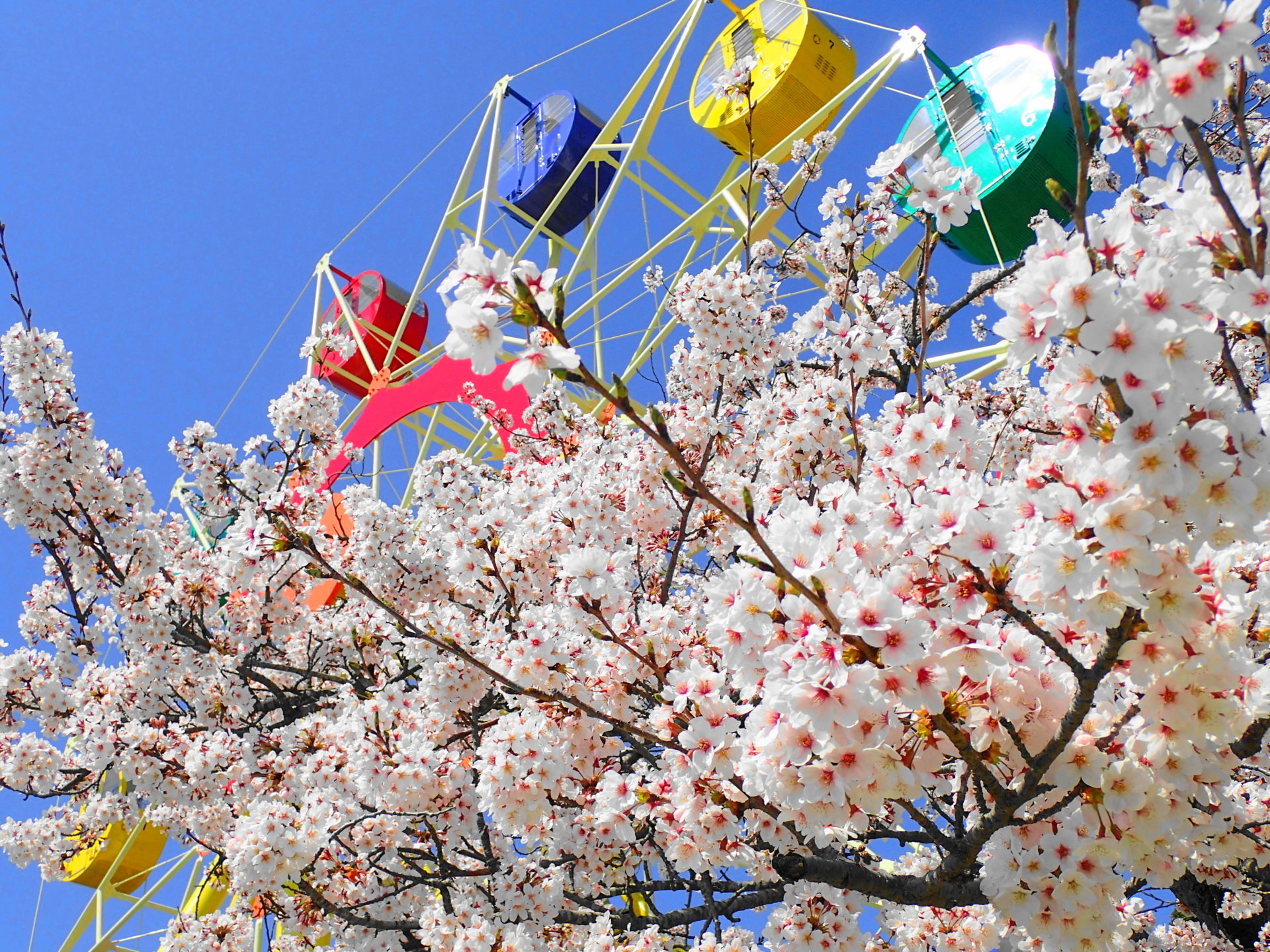 かみね動物園｜茨城で桜を子供といっしょに見るならココ！撮影スポット5つを紹介するよ #Locketsリレー2018春 #桜 #地域ブログ - いばらじお♪