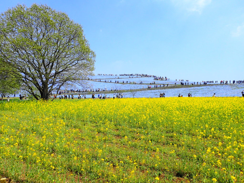 茨城 ネモフィラ 菜の花とのコントラスト