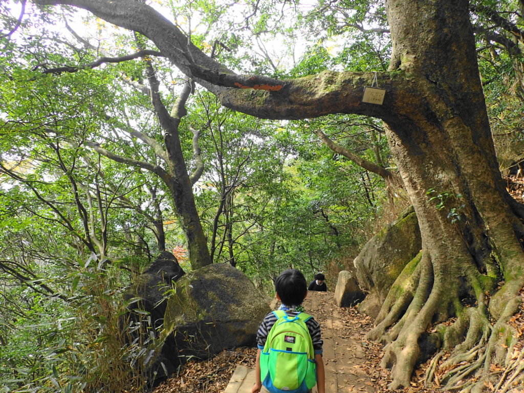 筑波山 子ども登山 立派なアカガシの枝