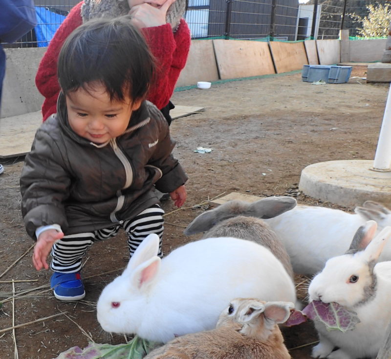 動物とふれあう子