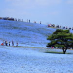 アド街ック天国 ひたちなか