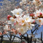 陸上自衛隊勝田駐屯地 桜 お花見