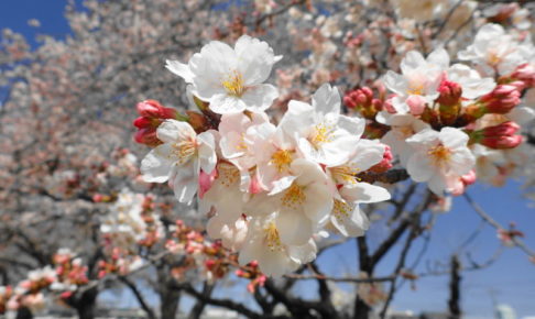 陸上自衛隊勝田駐屯地 桜 お花見