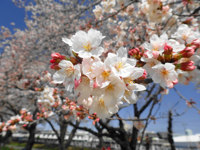 陸上自衛隊勝田駐屯地 桜 お花見