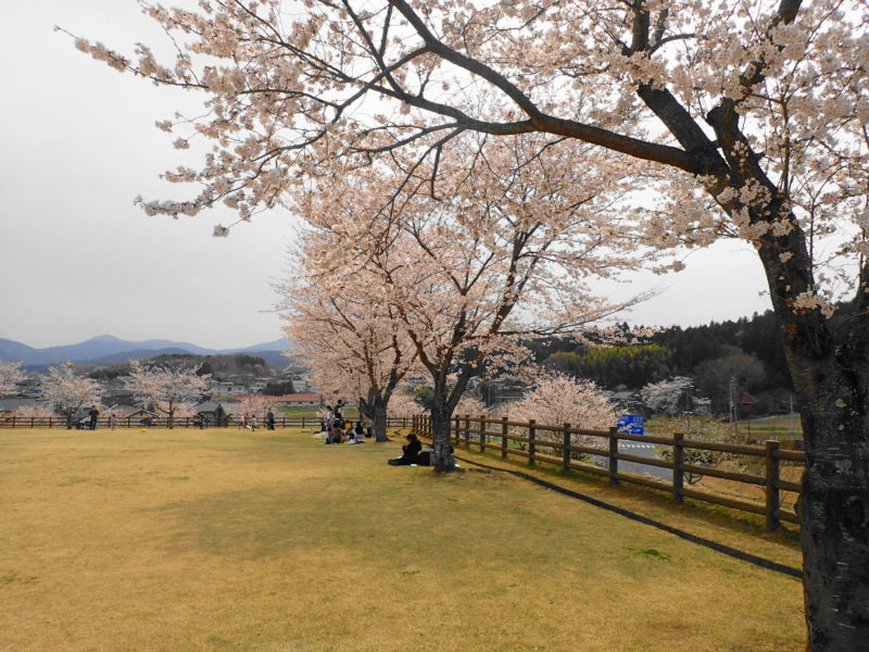 笠間市総合公園 の桜