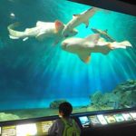 大洗水族館年末年始の営業時間と混雑状況