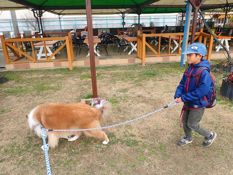 つくばわんわんランド お散歩体験する息子